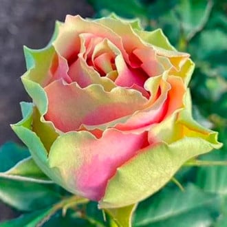 Троянда чайно-гібридна Пітахайя зображення 1