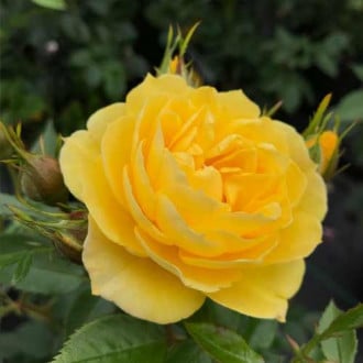 Троянда чайно-гібридна Річард Таубер зображення 6