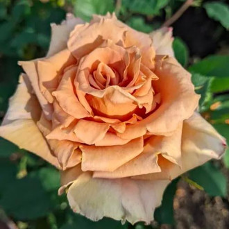 Троянда чайно-гібридна Тоффі зображення 4