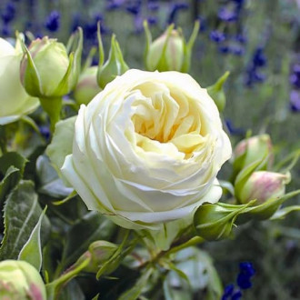 Троянда чайно-гібридна Вайт Піано зображення 6