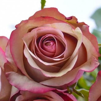 Троянда чайно-гібридна Вінтаж зображення 4