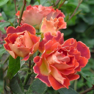 Троянда флорібунда Чоколейт Раффлс зображення 2