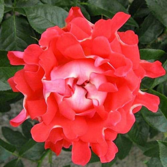 Троянда флорібунда Кенді Раффлс зображення 4