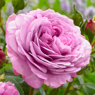 Троянда флорібунда Лавендер Айс зображення 6
