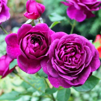 Троянда флорібунда Нью Ейдж зображення 4