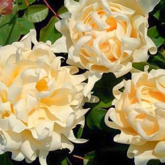 Троянда флорібунда Раффлс Квін зображення 6