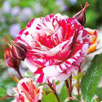 Троянда флорібунда Scentimental зображення 5