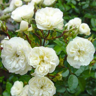 Роза почвопокровная Грин Айс рисунок 7