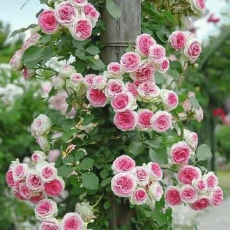 Троянда плетиста Іденроуз зображення 5