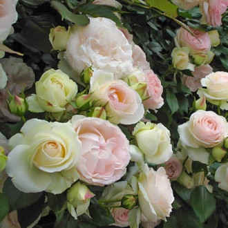 Троянда плетиста Пале Рояль зображення 6