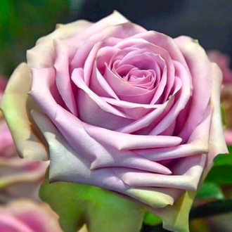 Троянда спрей Луллабі зображення 5