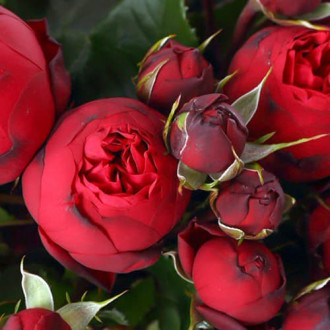 Троянда спрей Ред Піано зображення 4