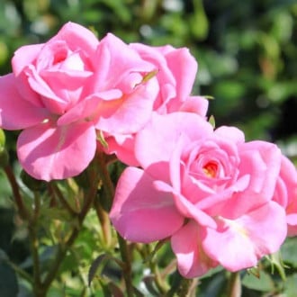 Троянда спрей Шугар Бейбі зображення 2