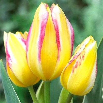 Тюльпан многоцветковый Антуанетта рисунок 5