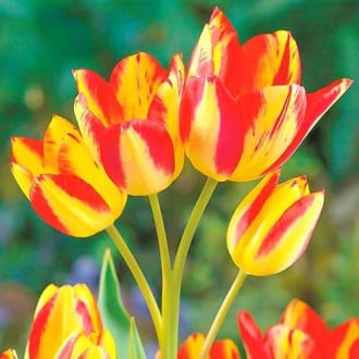 Тюльпан многоцветковый Флоретте рисунок 6