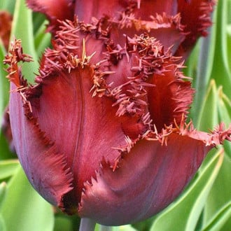 Тюльпан бахромчастий Black Jewel зображення 3