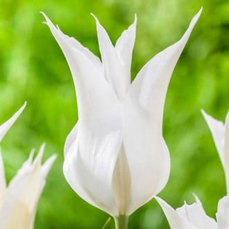 Тюльпан лілієвидний Ballade White зображення 6