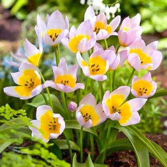 Тюльпан ботанічний Lilac Wonder зображення 4