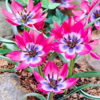 Тюльпан ботанічний Little Beauty зображення 1