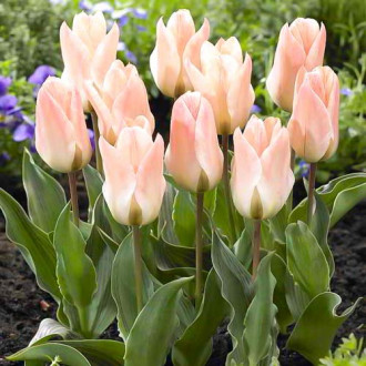 Тюльпан ботанічний Літтл Герл зображення 1