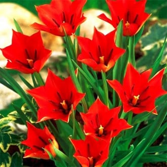 Тюльпан ботанічний Red Hunter зображення 5