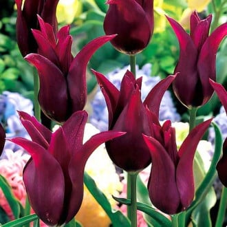 Тюльпан лилиецветный Бургунди рисунок 2