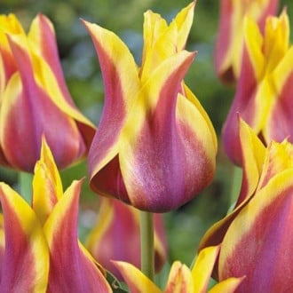 Тюльпан лилиецветный Баллада Дрим рисунок 6