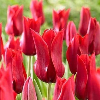 Тюльпан лилиецветный Ред Шайн рисунок 3