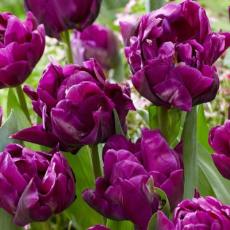 Тюльпан махровий Purple Jacket зображення 2