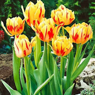 Тюльпан багатоквітковий Colour Spectacle зображення 4