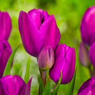 Тюльпан багатоквітковий Purple Bouquet зображення 1