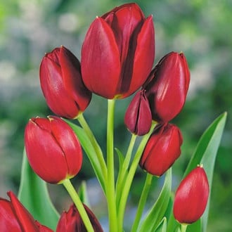 Тюльпан многоцветковый Уоллфлауэр рисунок 2