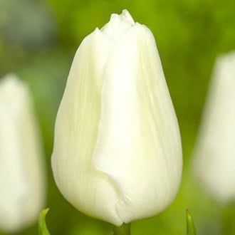 Тюльпан White Prince зображення 6