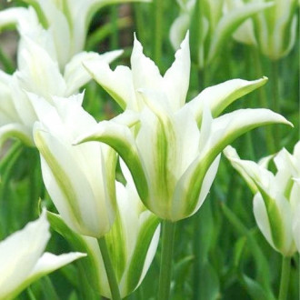 Тюльпан зеленоквітковий White Spring Green зображення 2
