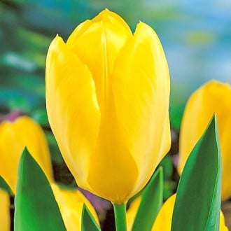 Тюльпан Фостера Yellow Purissima зображення 4