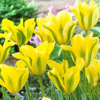 Тюльпан зеленоквітковий Yellow Spring Green зображення 6