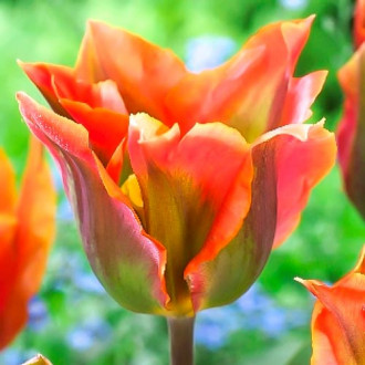 Тюльпан зеленоквітковий Артист зображення 1