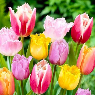Тюльпани бахромчасті, мікс зображення 5