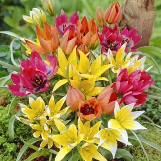 Тюльпани ботанічні, мікс зображення 3