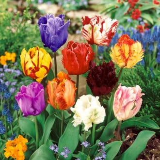 Тюльпани Перрот, суміш забарвлень зображення 2