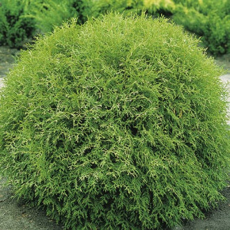 Туя західна Літл Чемпіон