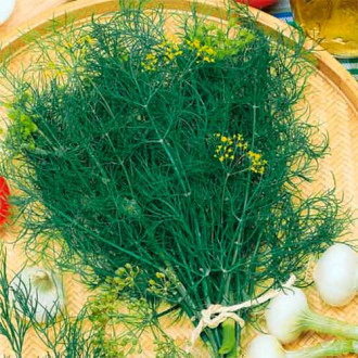 Кріп Супердукат, насіння зображення 4