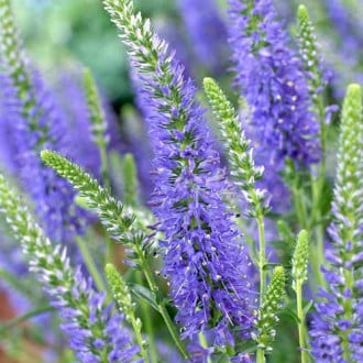 Вероника Роял Блю рисунок 9