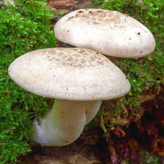 Глива ільмова