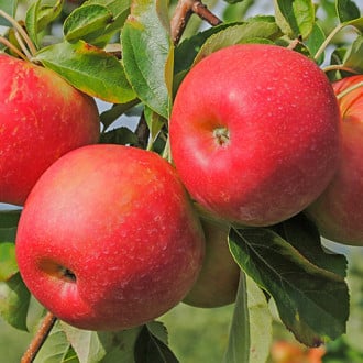 Яблуня Гала зображення 2