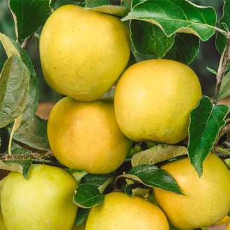 Яблоко-груша Голден Делишес рисунок 6
