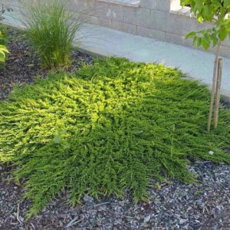 Можжевельник горизонтальный Принц Уэльский