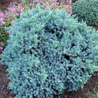 Можжевельник скальный Блю Стар