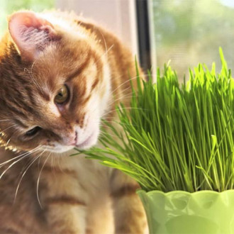 Зелень для кошки Мурка, семена рисунок 4
