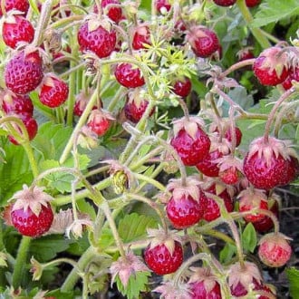 Земклуніка Надія зображення 14